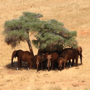 elephants enjoying the shade of a tree in Kenya
